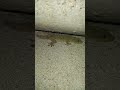 lizard video #big lizard #chhipkali video #gecko video #big lizard video #big chhipkali video#lizard