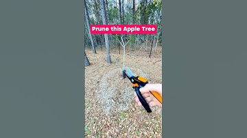 Prune this Infested Apple Tree #shorts #pruning #fruittrees #appletrees #orchard #growyourownfood