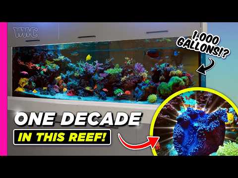 Stunning 180+ Gallon Reef Tank: Inspiration For Reefers