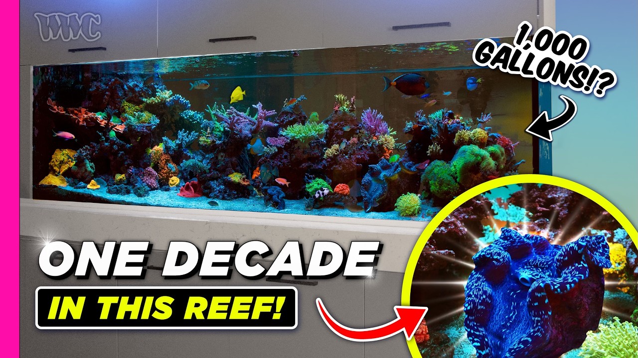 Более 15 лет в разработке: 1000-галлонный смешанный рифовый аквариум с легендарными моллюсками и ...