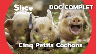 La Vie Secrète Des Cochons I Slice Animaux Doc Complet