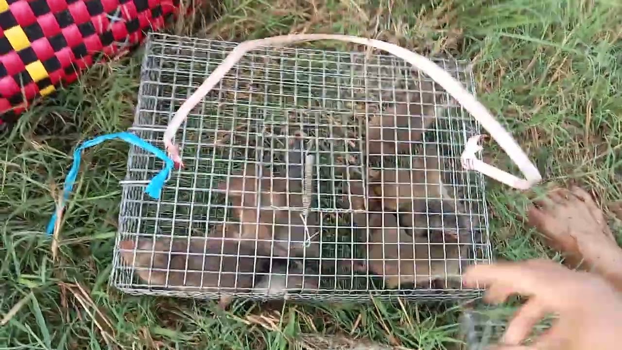 thành quả một đêm bảy chuộc #khanh83vlog cuộc sống mưu sinh