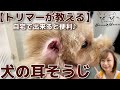 犬の耳掃除の仕方をトリマーが教えます！自宅でトリミングシリーズ【#45】