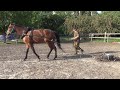 Лошадь. Хозяйственные работы на вожжах.Horse. Household work on the reins.