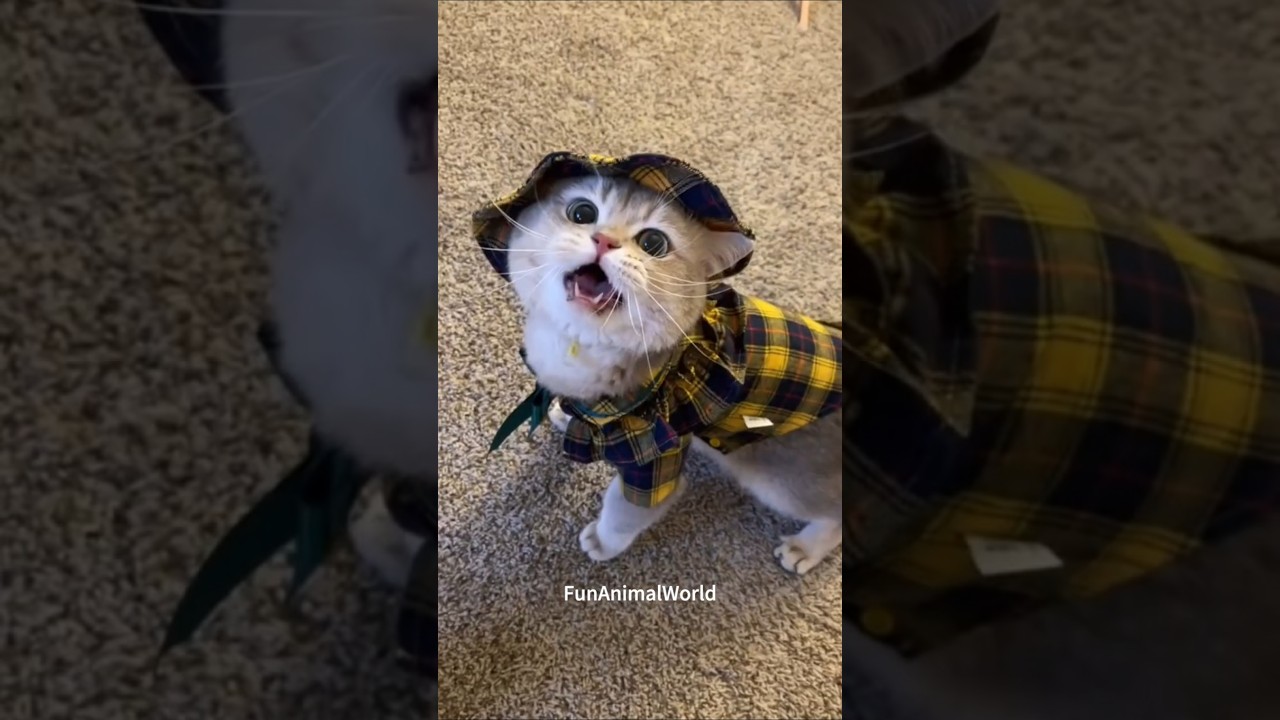 Meowing Mayhem: Playful Cats Bring the Laughs! 😻