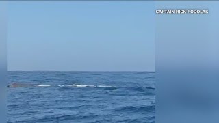 Sperm whale spotted off San Diego Coast