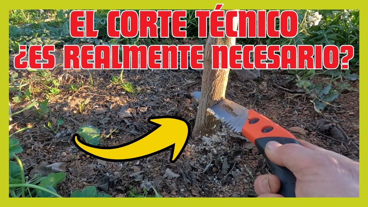 Lo que nadie te cuenta sobre el corte técnico en la paulownia ✅🌱💎