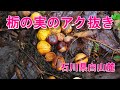 栃の実のアク抜き[石川県白山麓地域]美味しい栃餅用