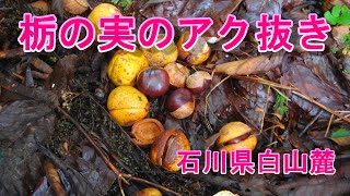 栃の実のアク抜き[石川県白山麓地域]美味しい栃餅用