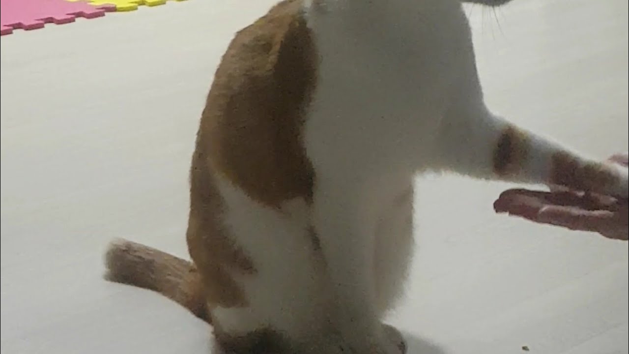 손 주는 고양이 The Cat gives a paw YouTube