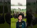 चलिये जानते हैं शुतुरमुर्ग के बारे में, कुछ अनोखी बातें🦩#shorts#ashortaday #yotubeshorts #ostrich
