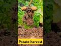 First potato harvest. #homestead #garden #potato #harvest