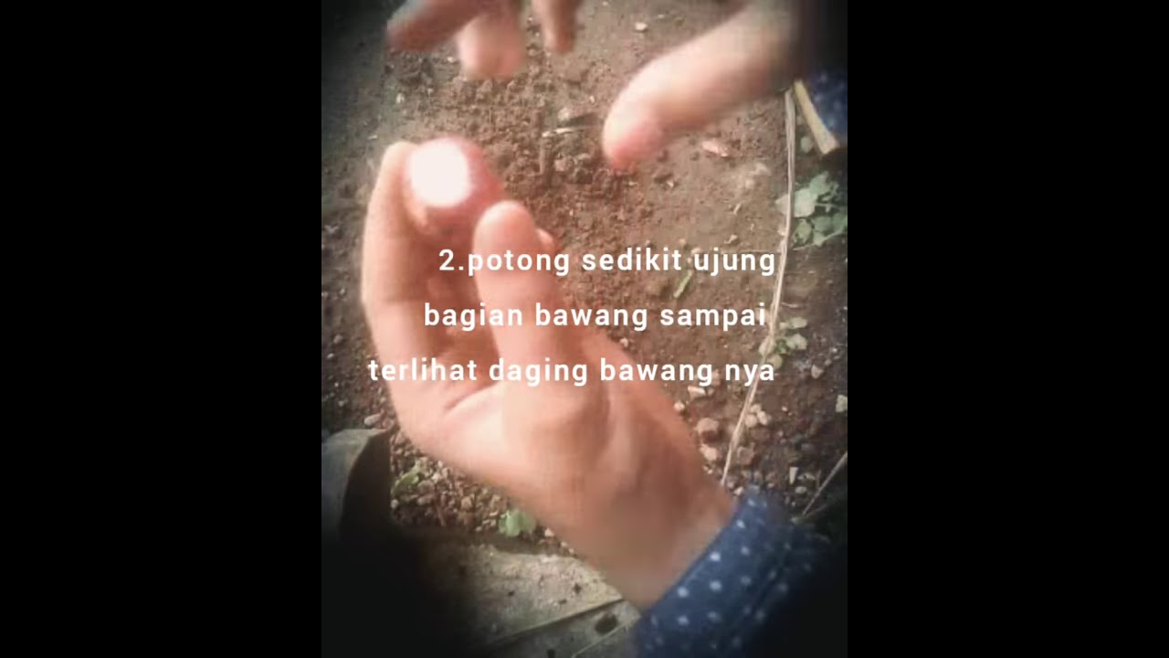 Cara Menanam Bawang Merah 