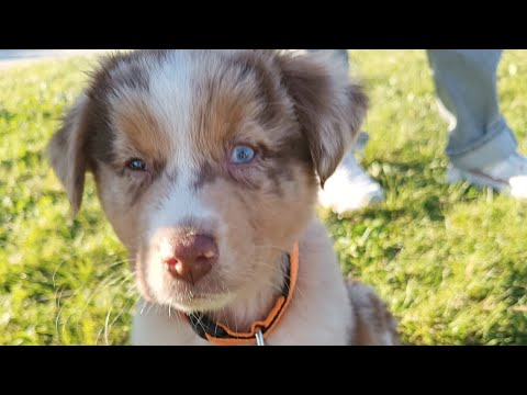 Vlog animalier: Kumo fait les courses, super balades, chiot berger australien et chiots chien-loup