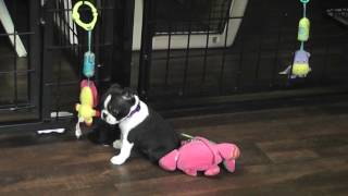 Ruby 8 wks 001