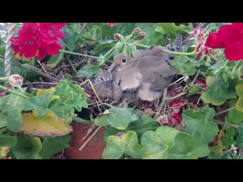 Morning dove babies 10 days old