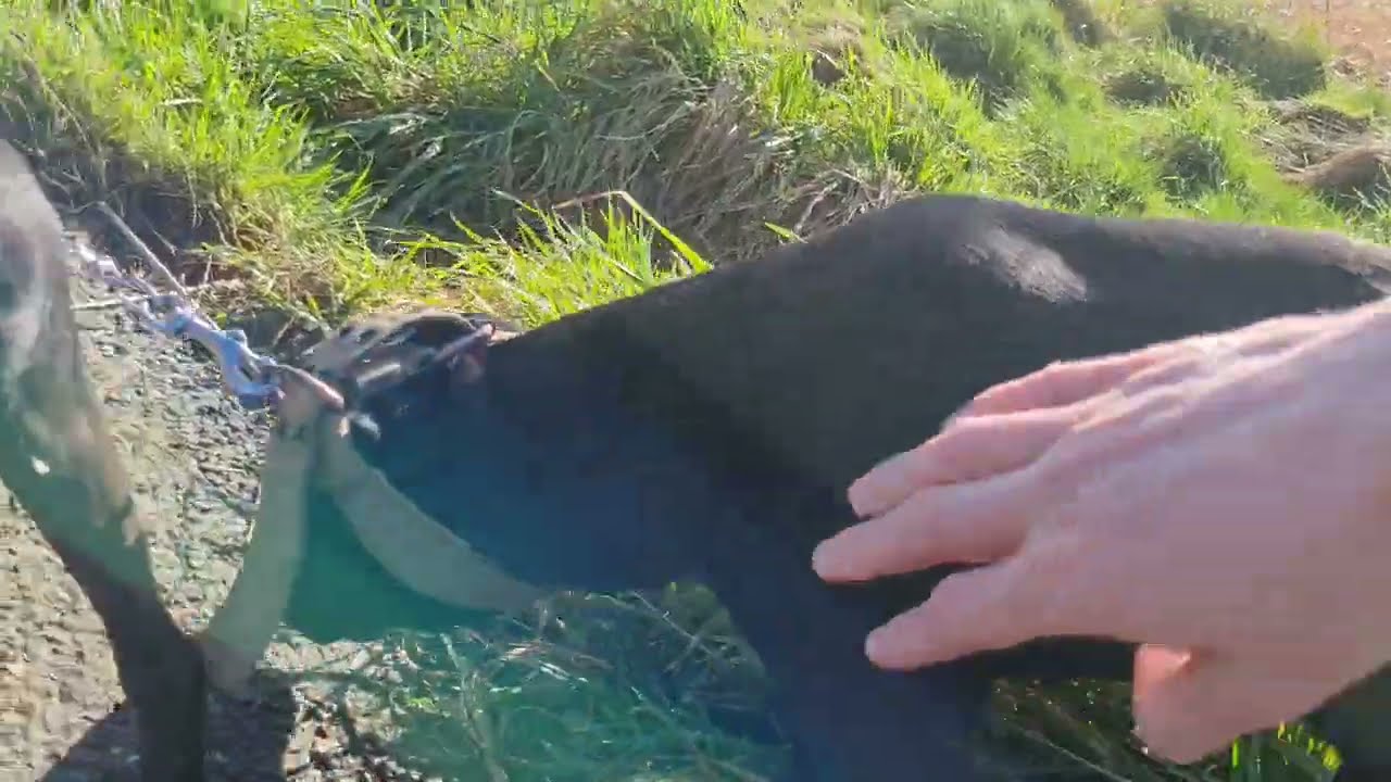 When combining dog harness with Chain Coupler Leash - span of two dogs chain - patterdale terriers