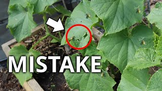 Your Cucumber Plants Will HATE You: 5 Mistakes To FIX NOW!