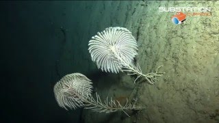 Download Stalked Crinoids, Dominica | Chapman Expeditions Video MP3 Stalked Crinoids, Dominica | Chapman Expeditions
