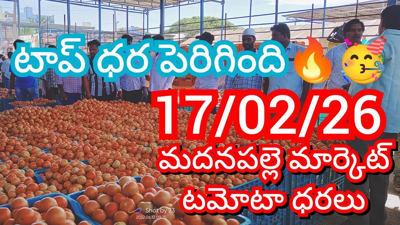 17-02-26 Madanapalle Tomato Market price Today || Today Tomato Market Rate in Madanapalle 