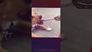 doggy is sad now