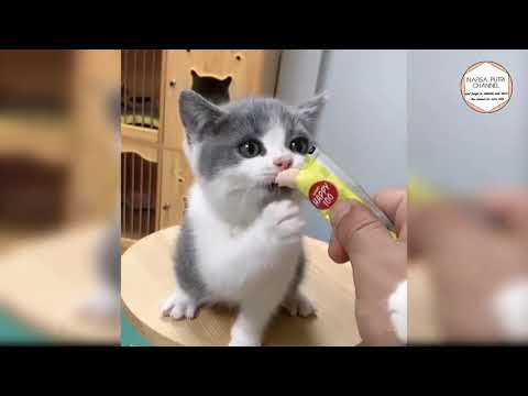 Murottal Anak Juzz 30 - Talking tom