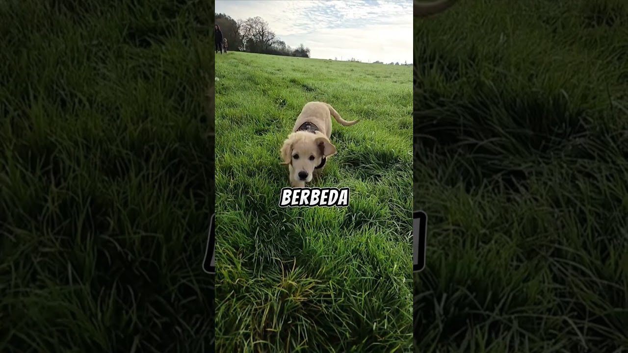 ini dia alasan anjing suka melet #shortvideo