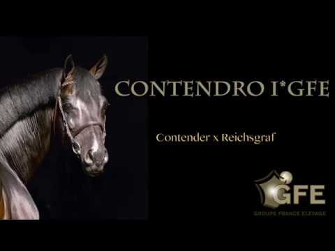 Contendro I — headshot