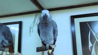 Konuşan Papağan - İzmir