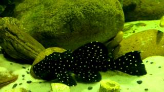 (Galaxy) Vampire pleco L240(2)
