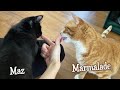 Introducing the New Kittens to Marmalade for the First Time