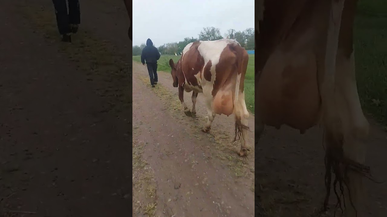 Вова ведёт корову Звезду  с пастбище на дойку! 