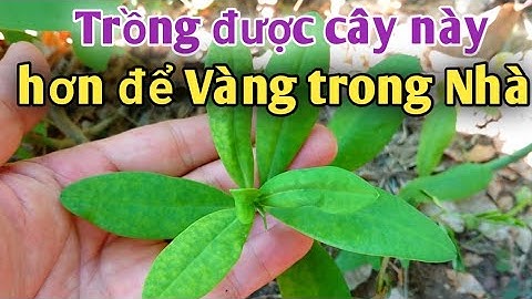 Thông tin về loại cây trị được nhiều loại Ung thưư. PHAN HẢI Channel