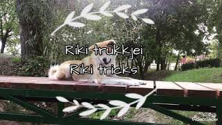 Riki  2 years old Akita Inu tricks