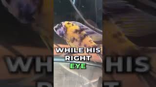 Whats Your Go To Cloudy Eye Treatment?