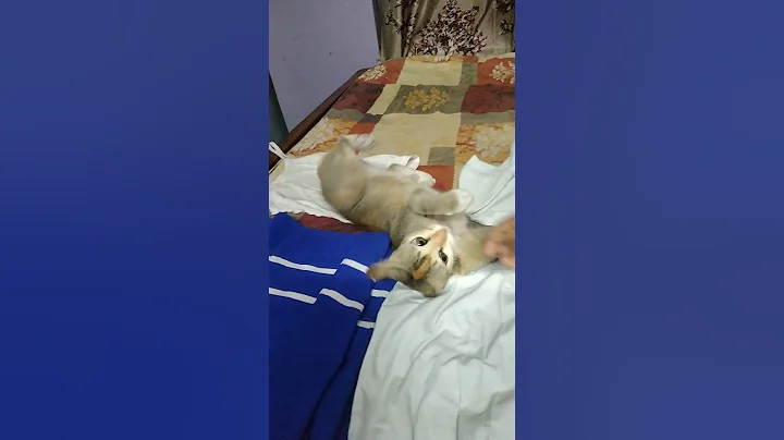 Watch the video about #cat #pets #funny #catlover #funnycats #kitten #cute #meow