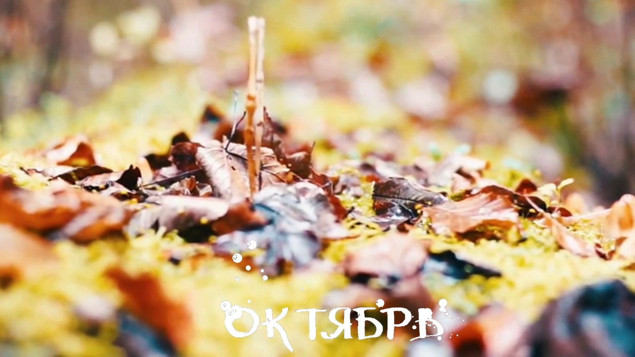 Октябрь Октябрь | Ryfma
