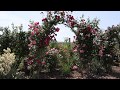 цветение арок с розами.  питомник роз полины козловой, rozarium.biz, blooming arches with roses