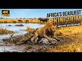 AFRICA’S DEADLIEST KINGDOM | Where Every Hunt Ends in Blood | Nature Animal Documentary