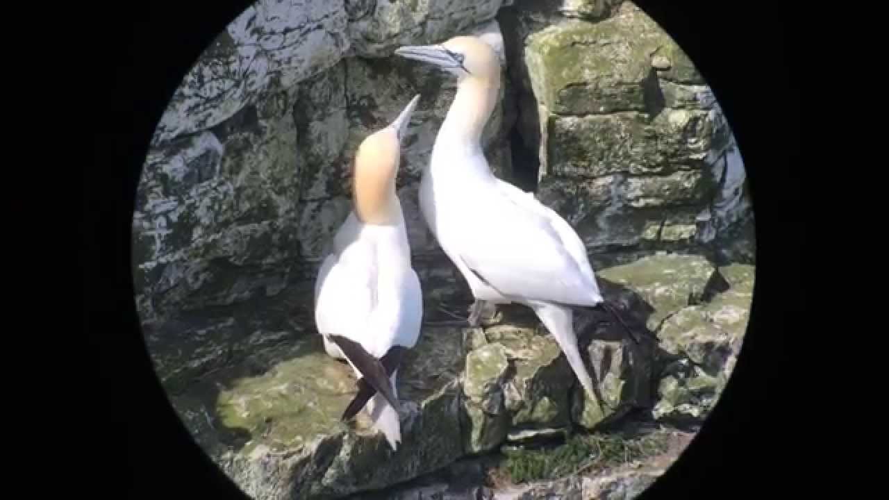 east yorkshire council Gannet (morus bassanus) courting