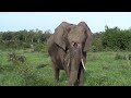 Elephant with HOLE in HEAD. LIVE Zebra BIRTH. 2 NDHZENGA male LIONS.