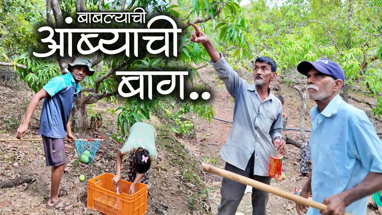 झाडावर चढण्यात नामांकित असलेल्या बाबल्याची आंब्याची बाग | देवगड हापूस #कोकण #kokanvlog #devgadhapus