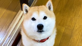 しばいぬが　なかまに　なりたそうに　こちらをみている！