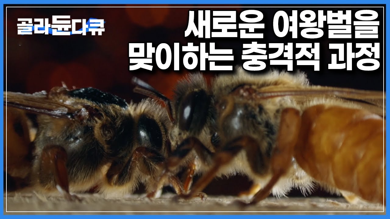여왕벌의 자리를 놓고 서로 죽이려는 자매 그리고 충격적인 결과｜최초 공개되는 여왕벌 탄생의 과정과 벌들의 계급사회｜다큐프라임｜20250623 방송