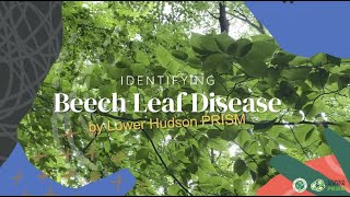 Identifying Beech Leaf Disease (BLD) | NYISAW