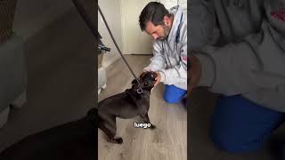 Consulta Veterinaria a Domicilio 🐾 | Atención Profesional en Casa para tu Mascota