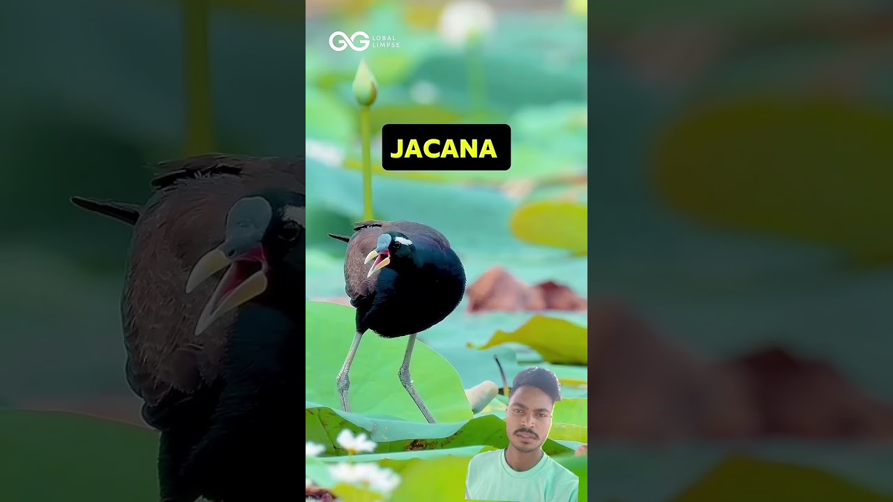 Meet the ,, jacana ,, bird 🐦🕊️