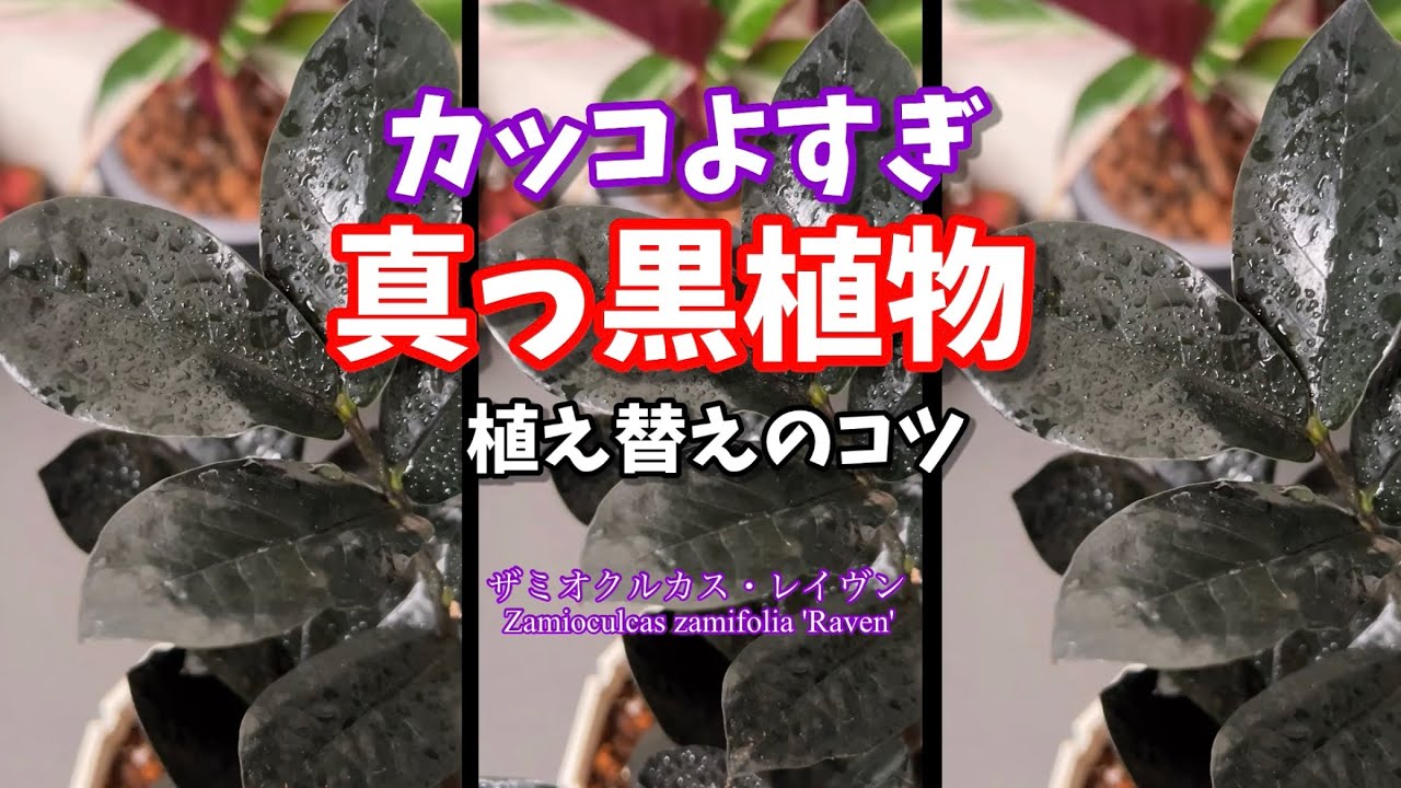 カッコよすぎな真っ黒植物の植え替えのコツ・ザミオクルカス・レイヴン