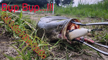 Câu lure cá lóc nghe tiếng cá táp phê quá