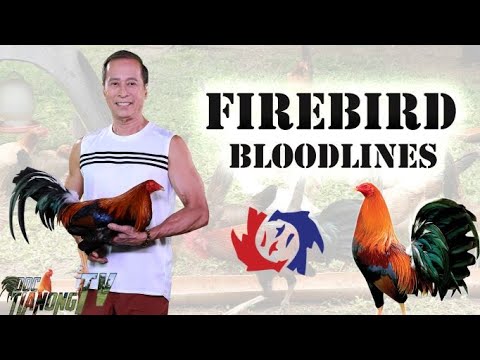 Sweater YLH Kelso Radio Lemon Blacks White Kelso 